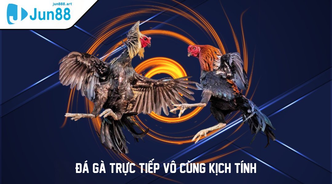 Đá gà trực tiếp vô cùng kịch tính